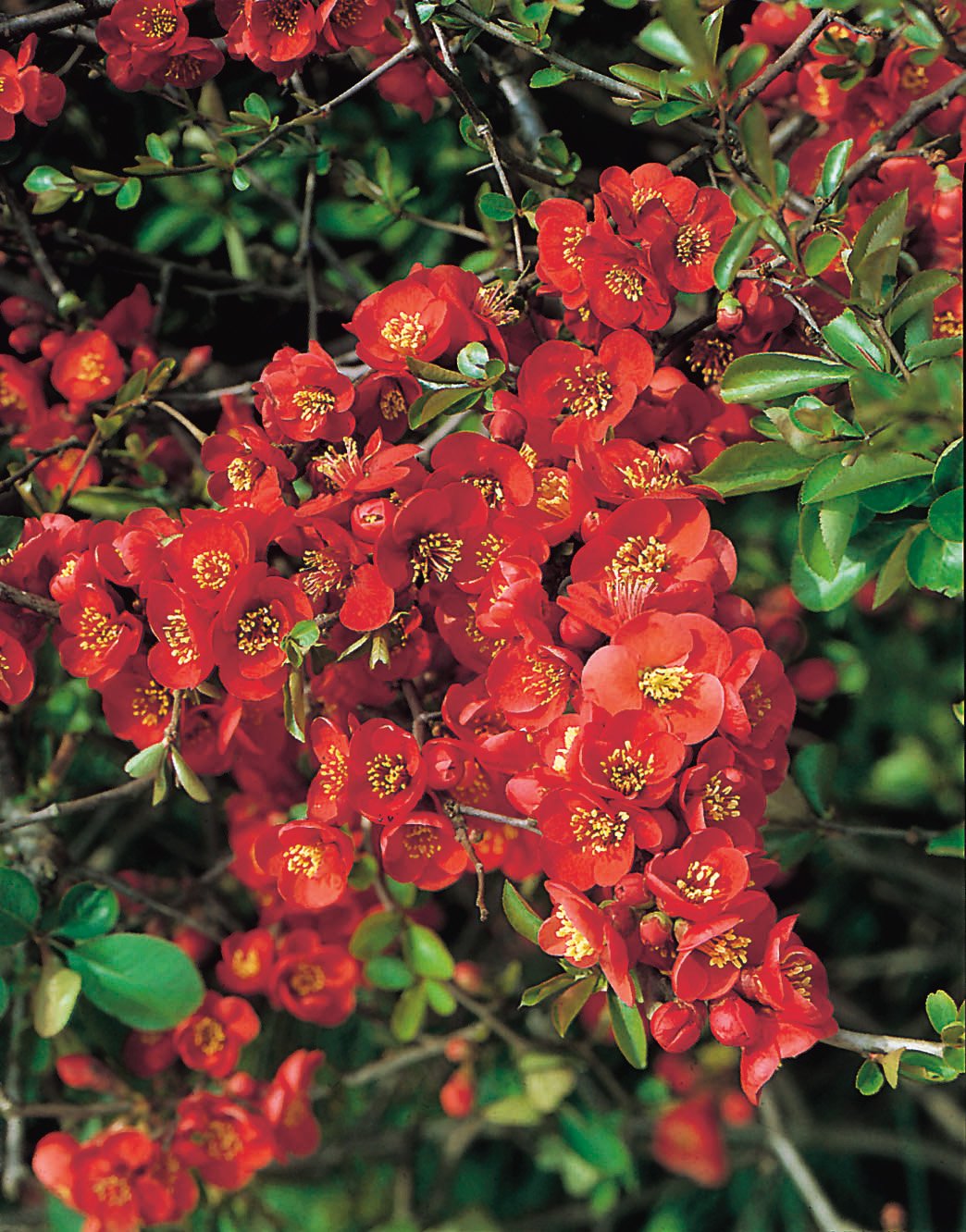 Chaenomeles × superba 'Nicoline'