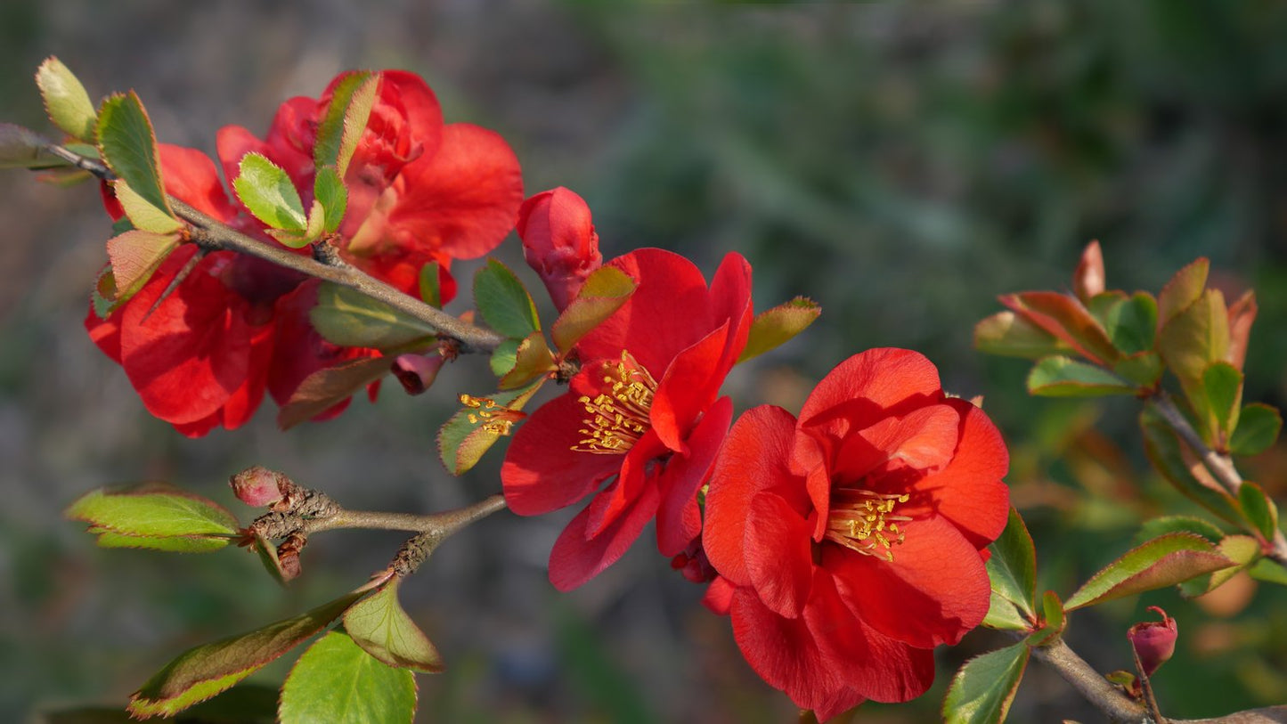 Chaenomeles × superba 'Nicoline'