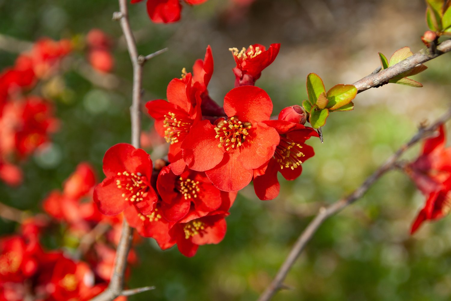 Chaenomeles × superba 'Nicoline'