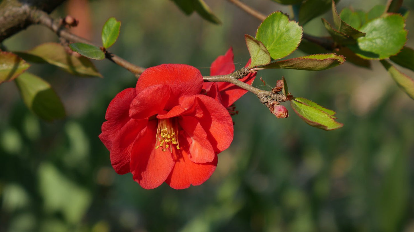 Chaenomeles × superba 'Nicoline'