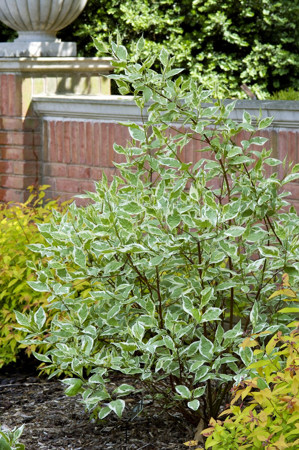 Cornus alba 'Elegantissima'