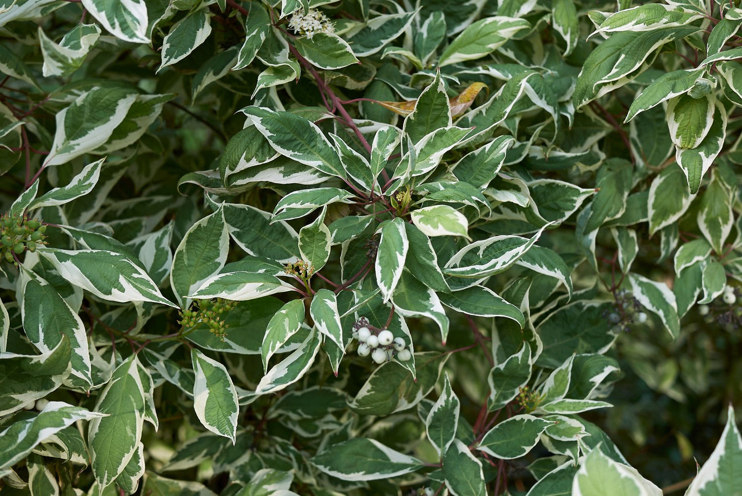 Cornus alba 'Elegantissima'