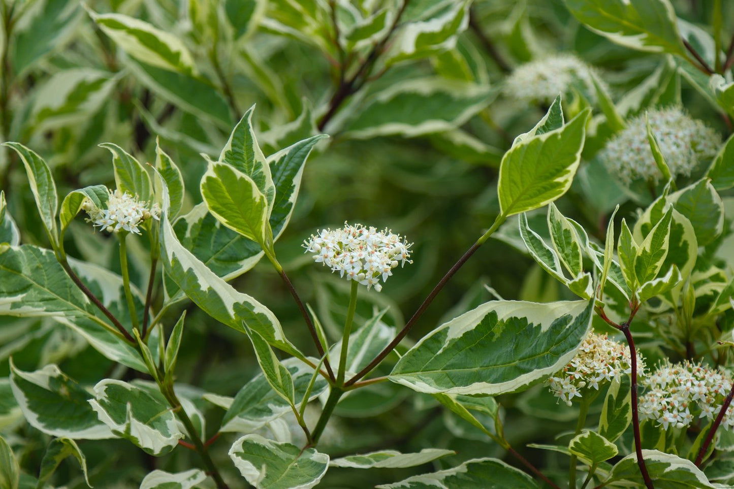 Cornus alba 'Elegantissima'
