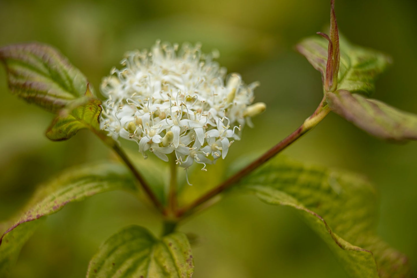 Cornus alba 'Sibirica'