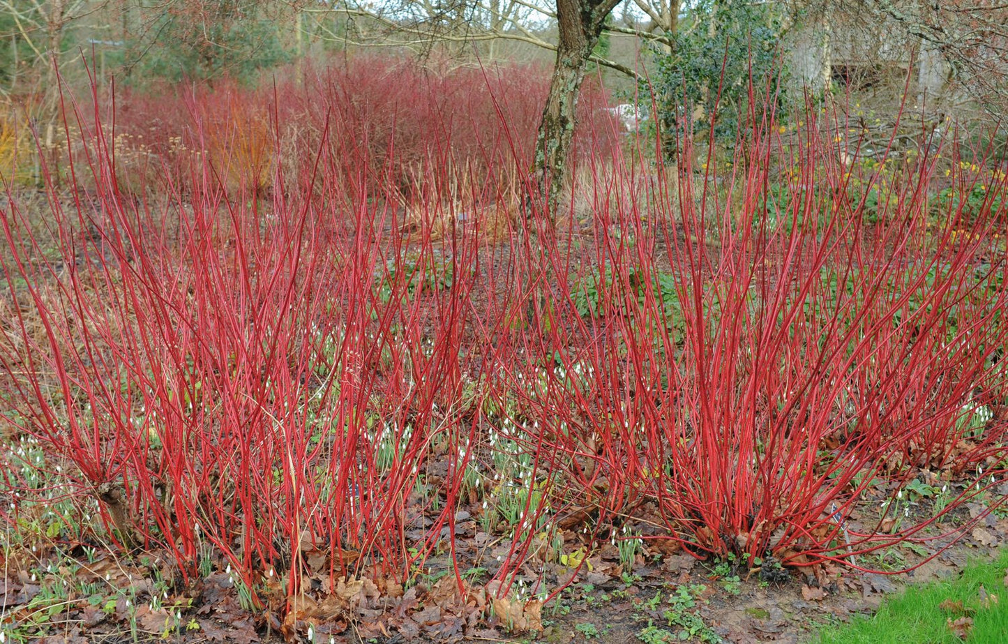 Cornus alba 'Sibirica'