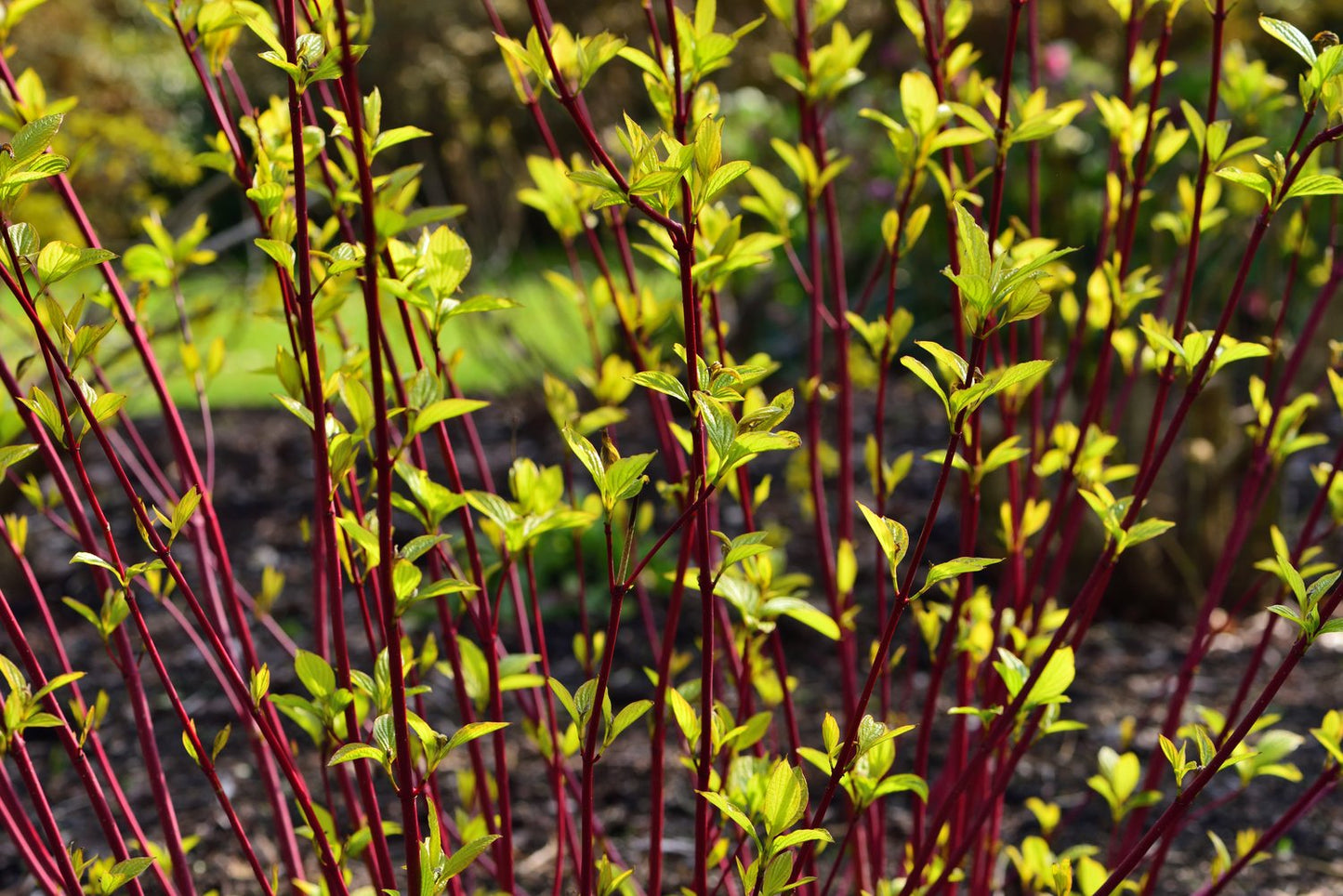 Cornus alba 'Sibirica'