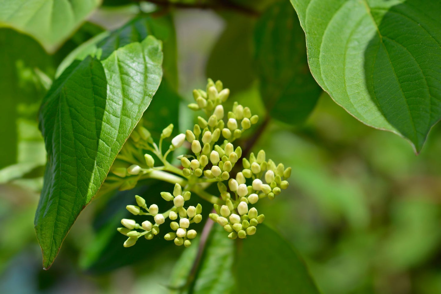 Cornus alba 'Sibirica'