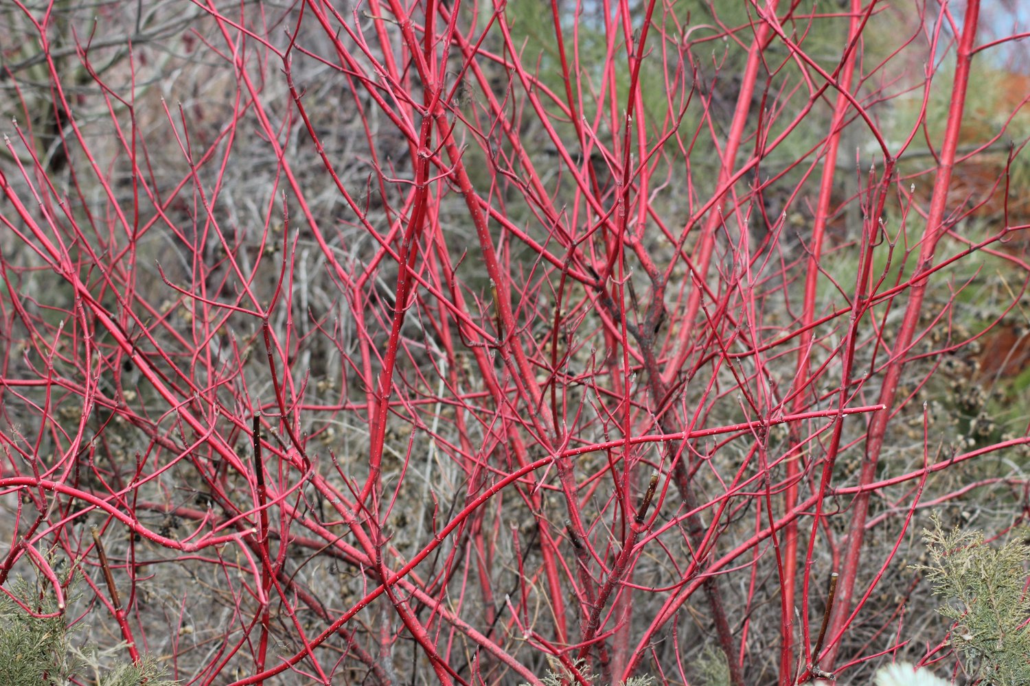 Cornus alba 'Sibirica'