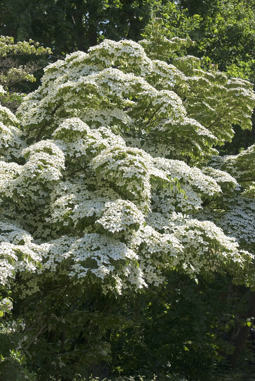 Cornus kousa