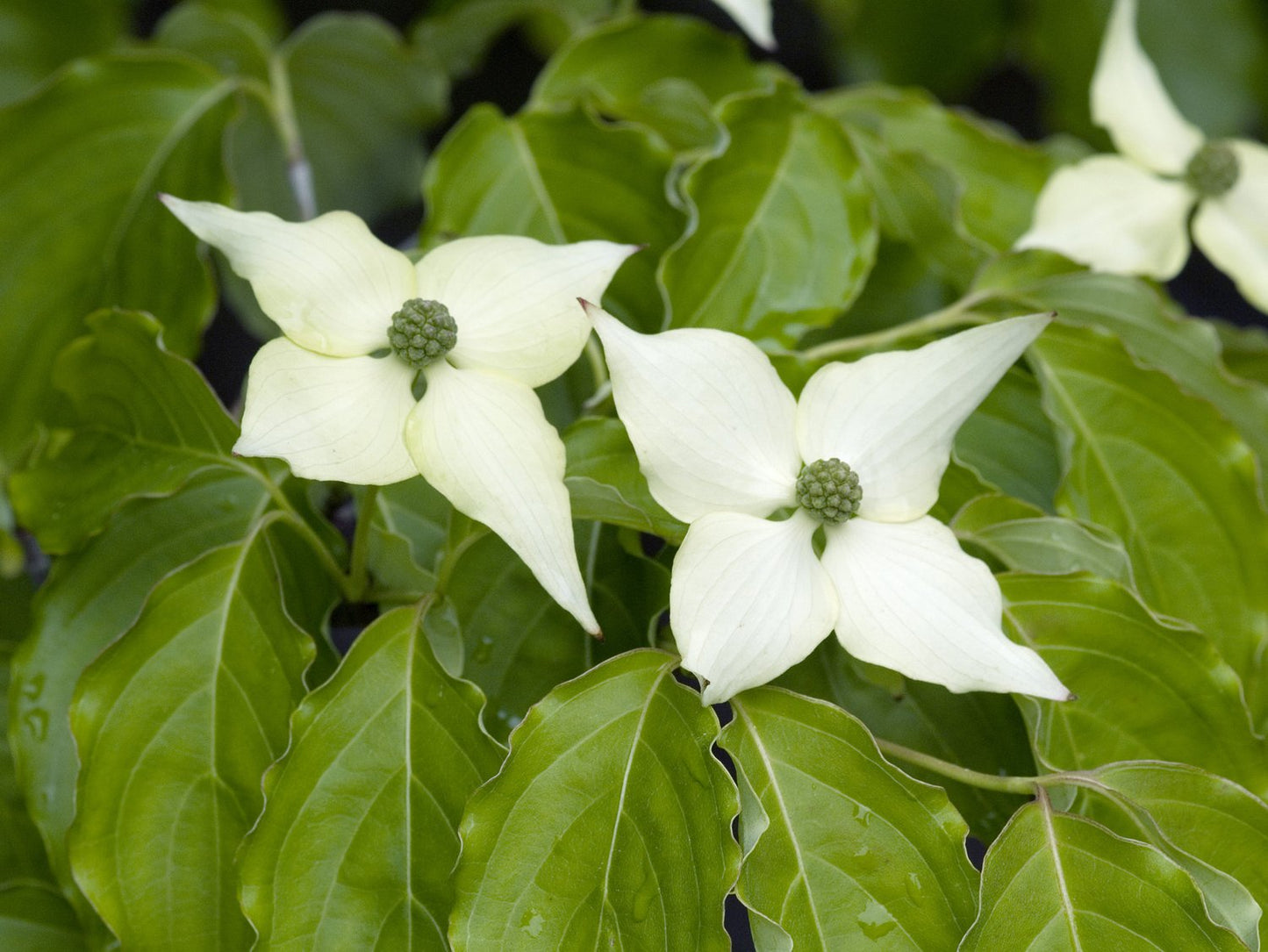 Cornus kousa