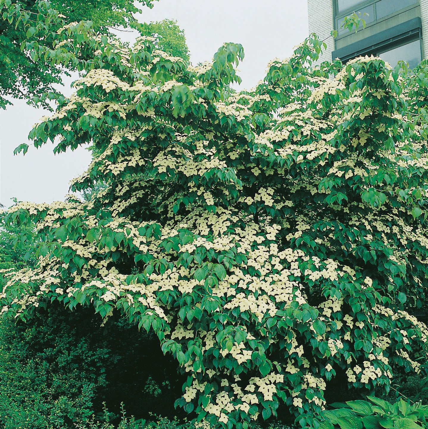 Cornus kousa