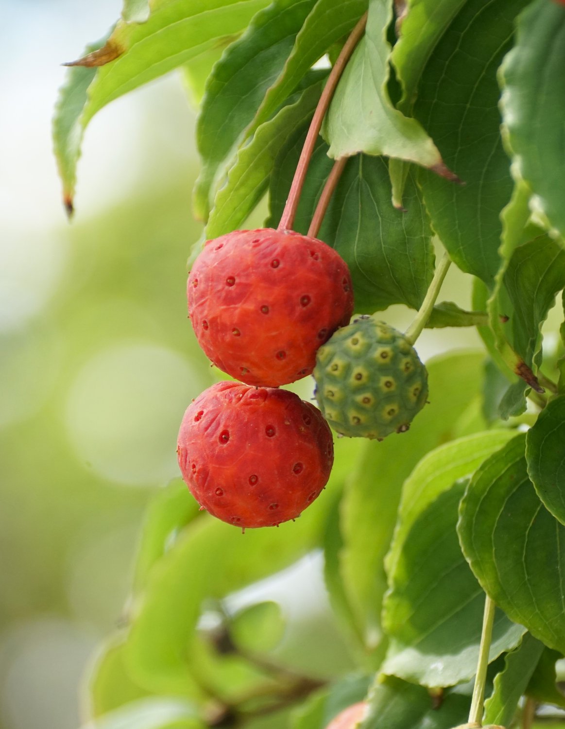 Cornus kousa