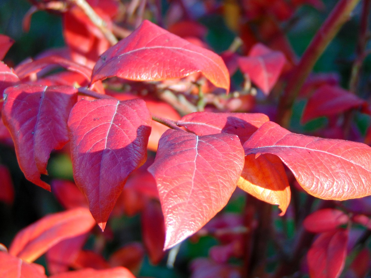Cornus kousa
