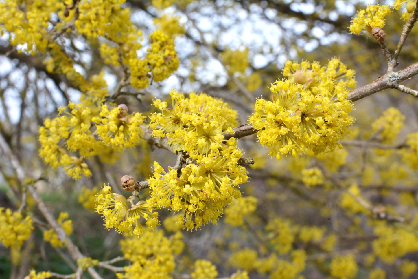 Cornus mas