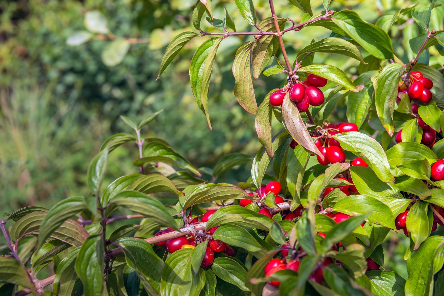 Cornus mas