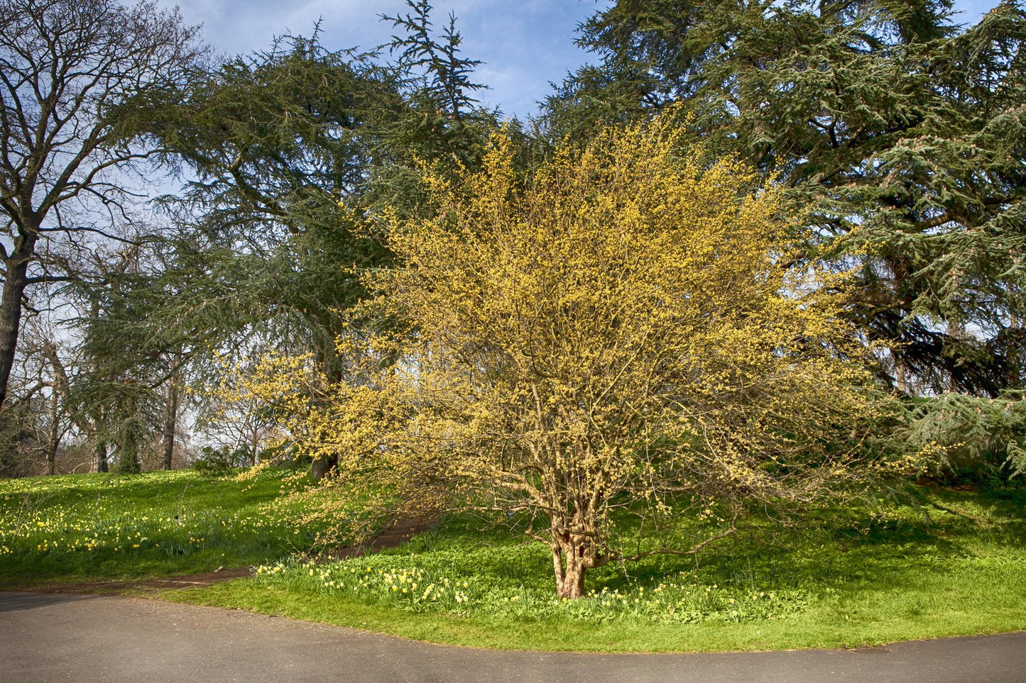 Cornus mas