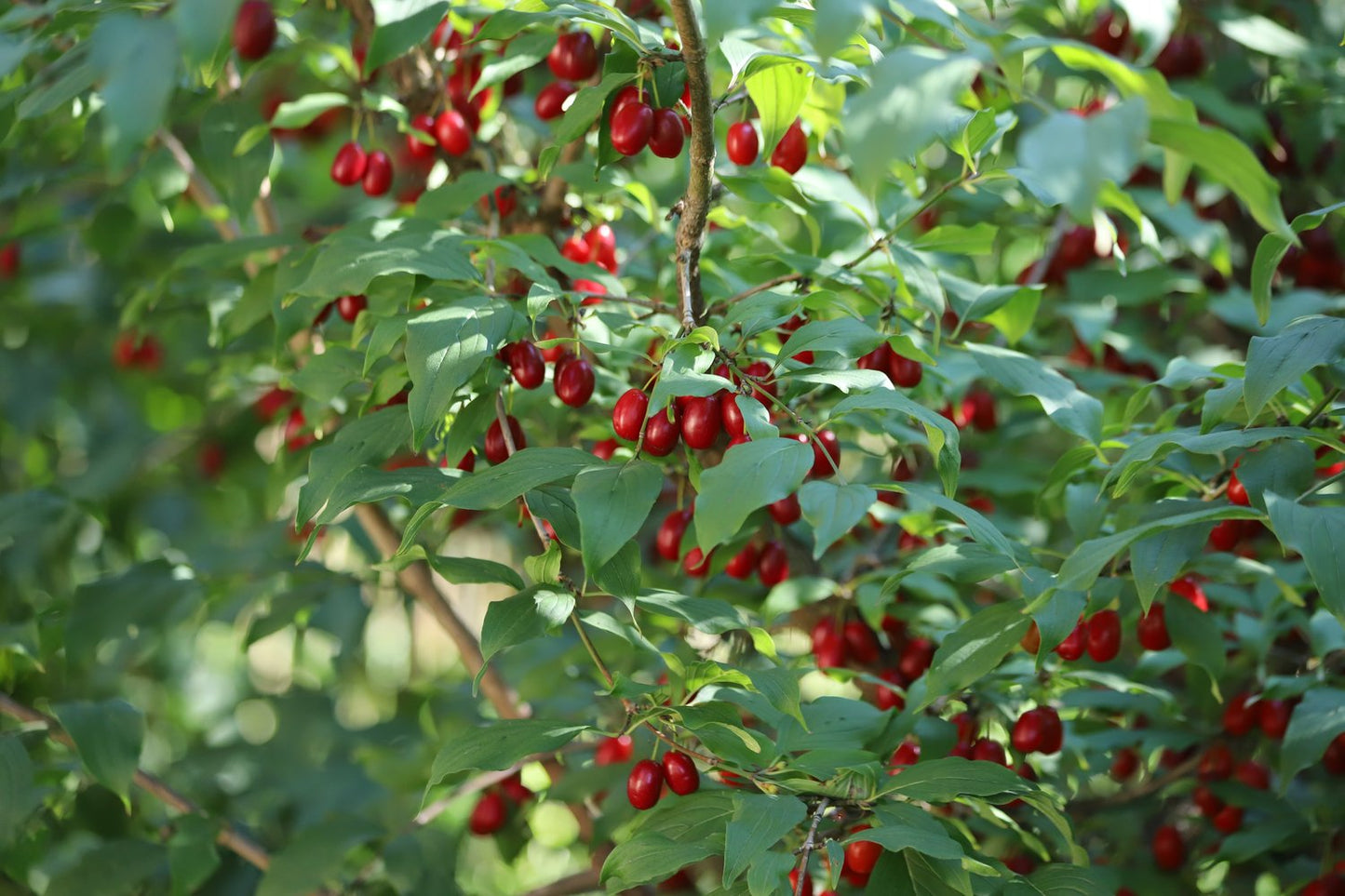 Cornus mas