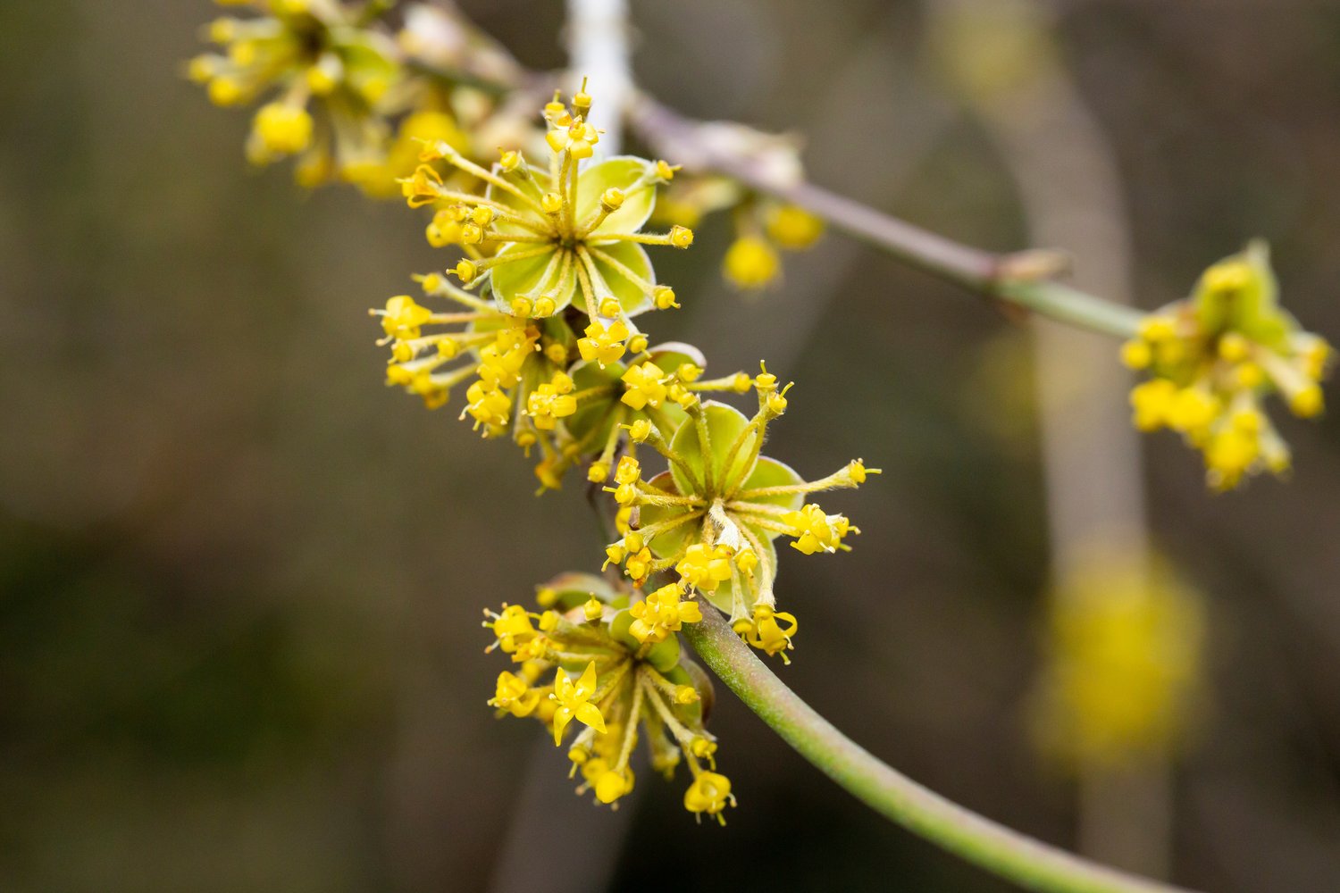 Cornus mas
