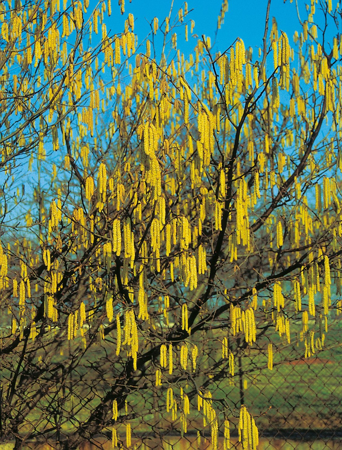 Corylus avellana