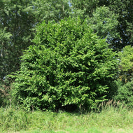 Corylus avellana