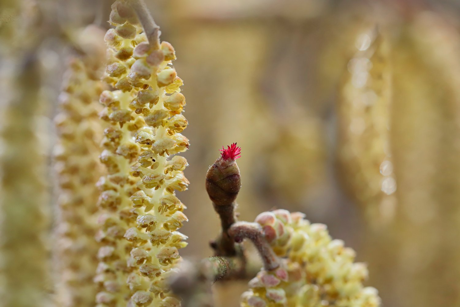 Corylus avellana