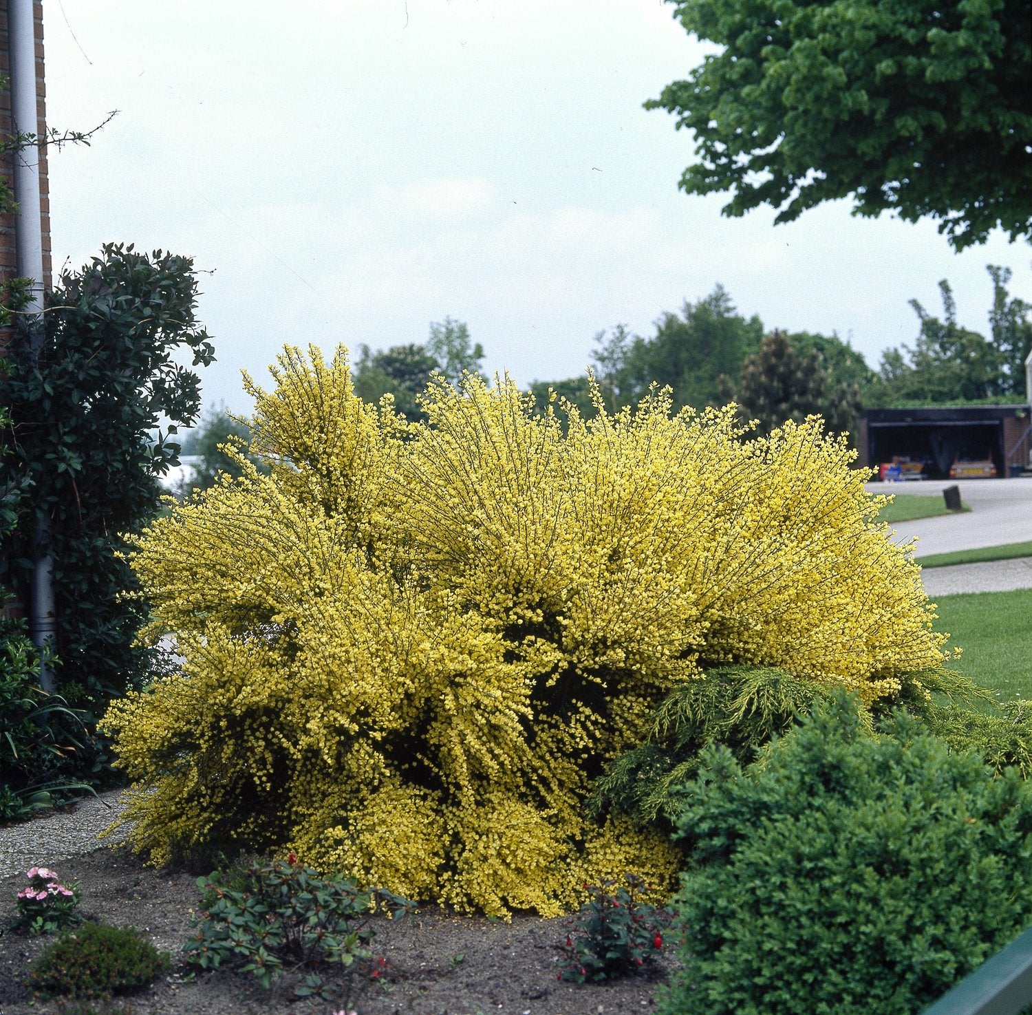 Cytisus × praecox 'Allgold'