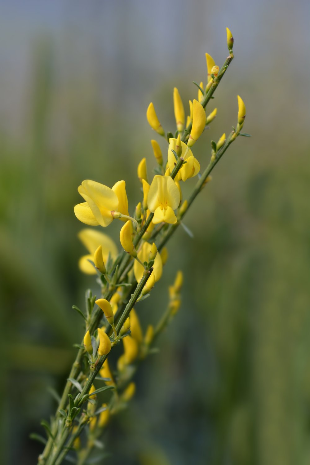 Cytisus × praecox 'Allgold'