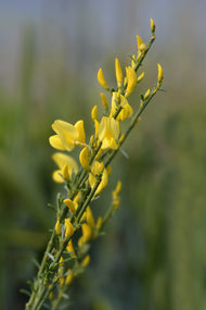 Cytisus × praecox 'Allgold'