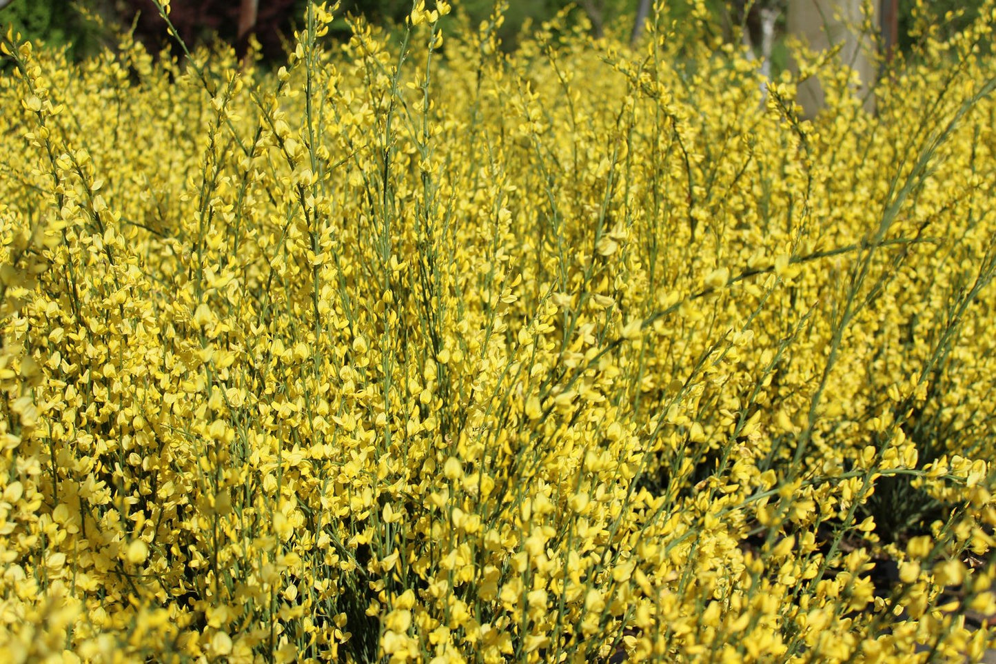 Cytisus × praecox 'Allgold'