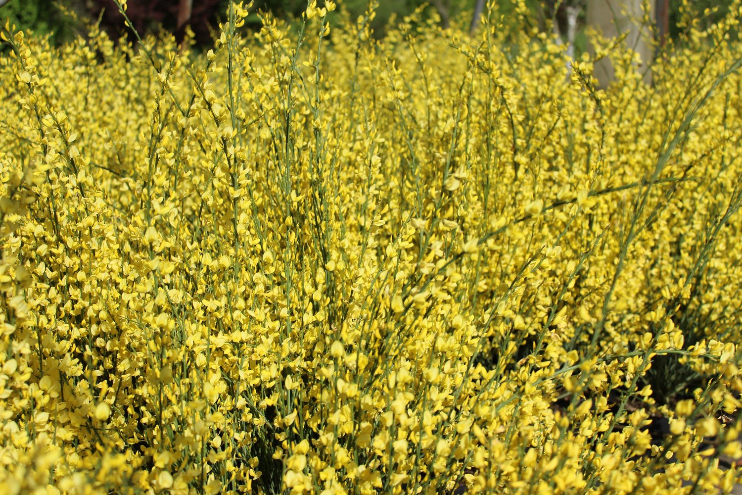 Cytisus × praecox 'Allgold'