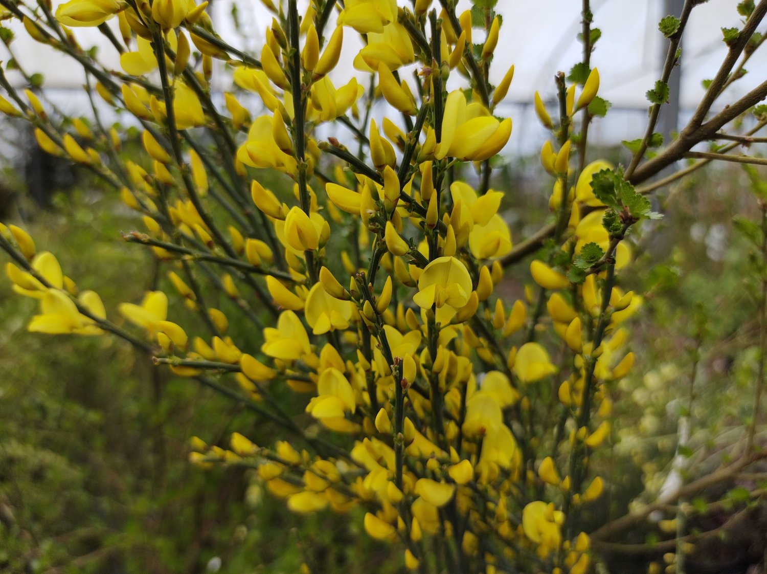 Cytisus × praecox 'Allgold'