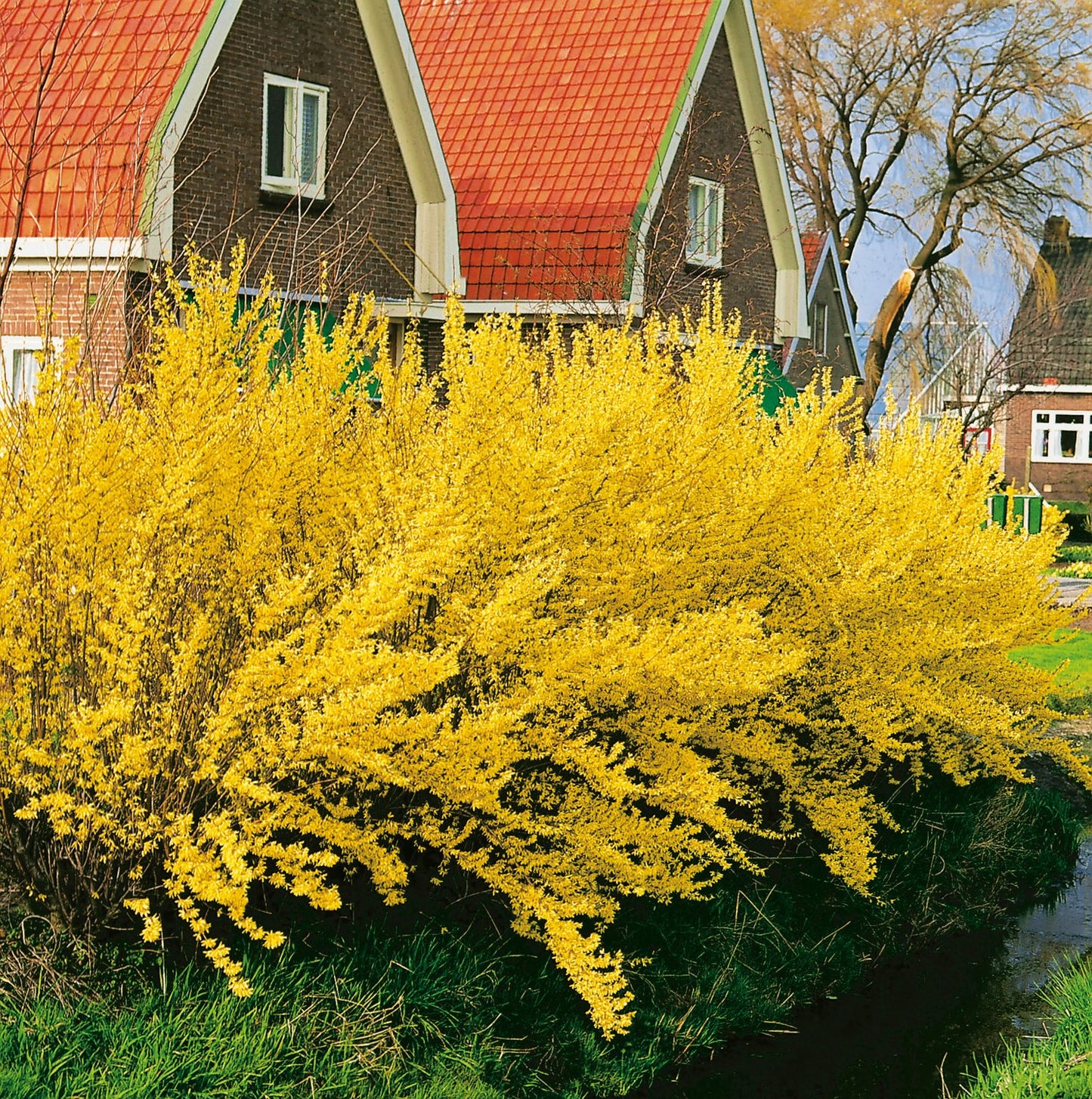 Forsythia × intermedia 'Lynwood'