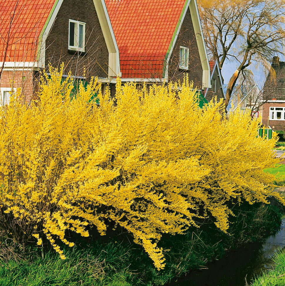 Forsythia × intermedia 'Lynwood'