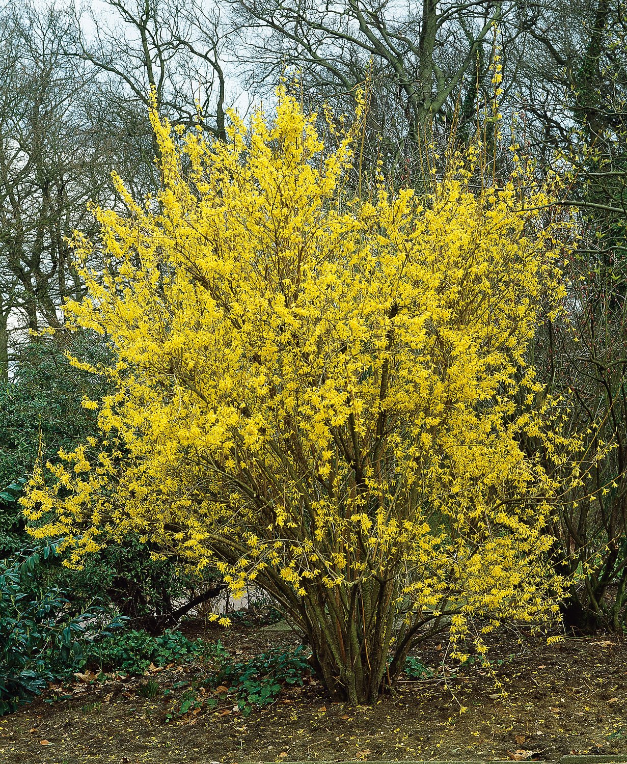 Forsythia × intermedia 'Lynwood'
