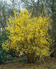 Forsythia × intermedia 'Lynwood'