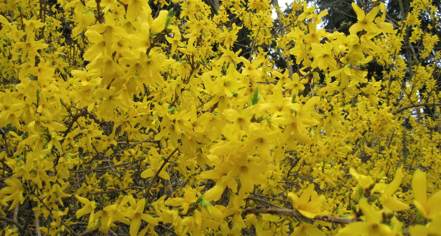 Forsythia × intermedia 'Lynwood'