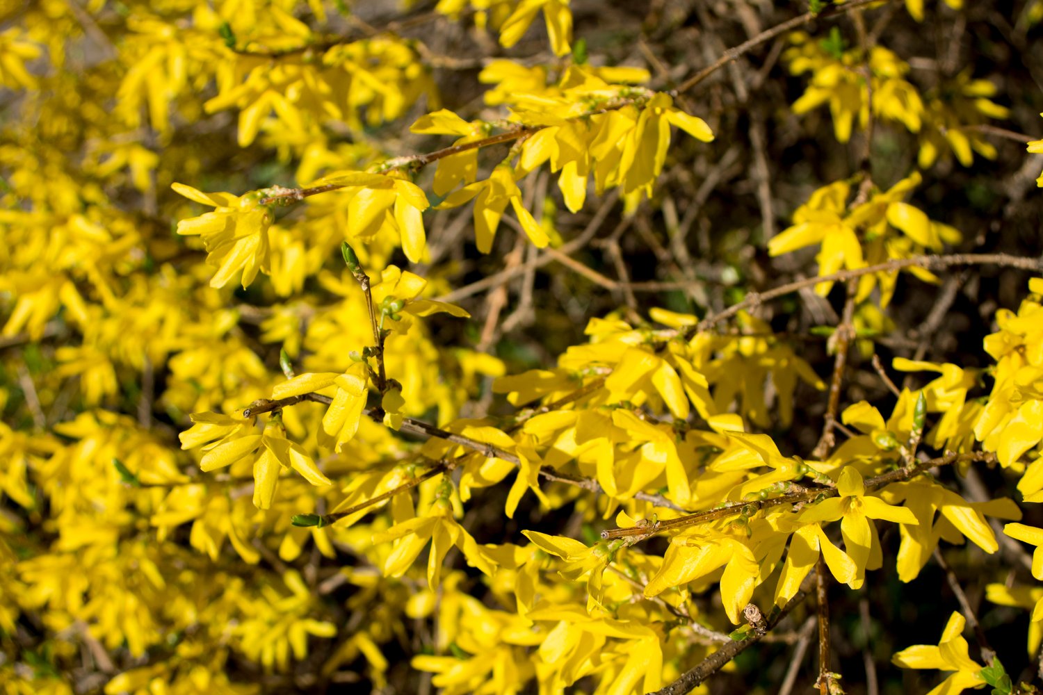 Forsythia × intermedia 'Lynwood'