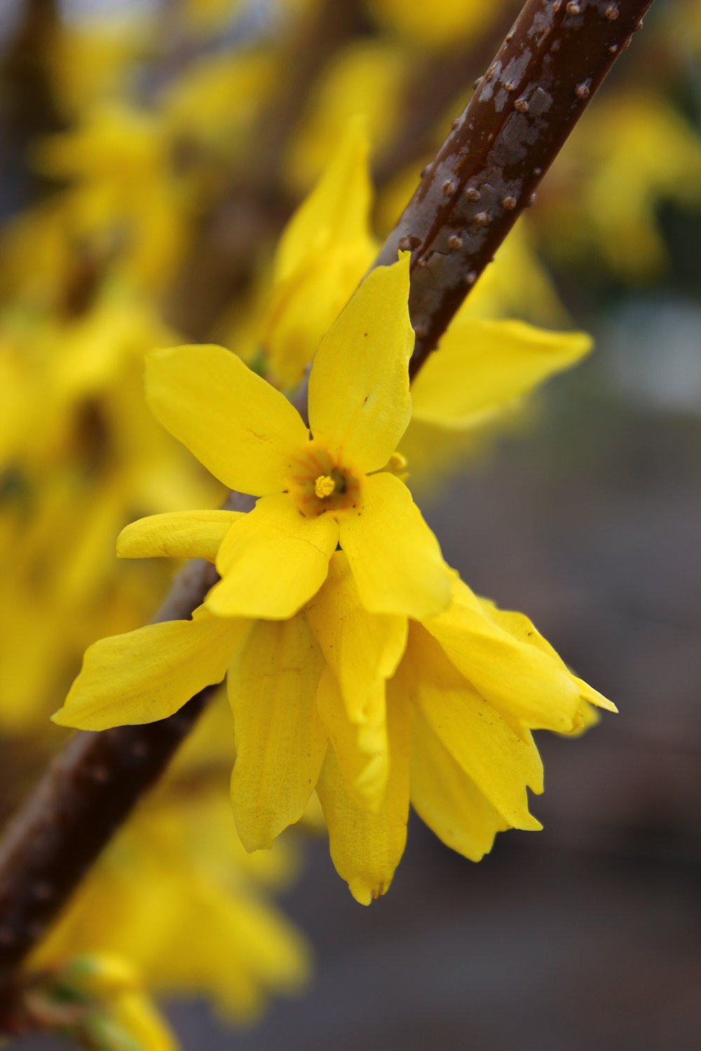 Forsythia × intermedia 'Lynwood'