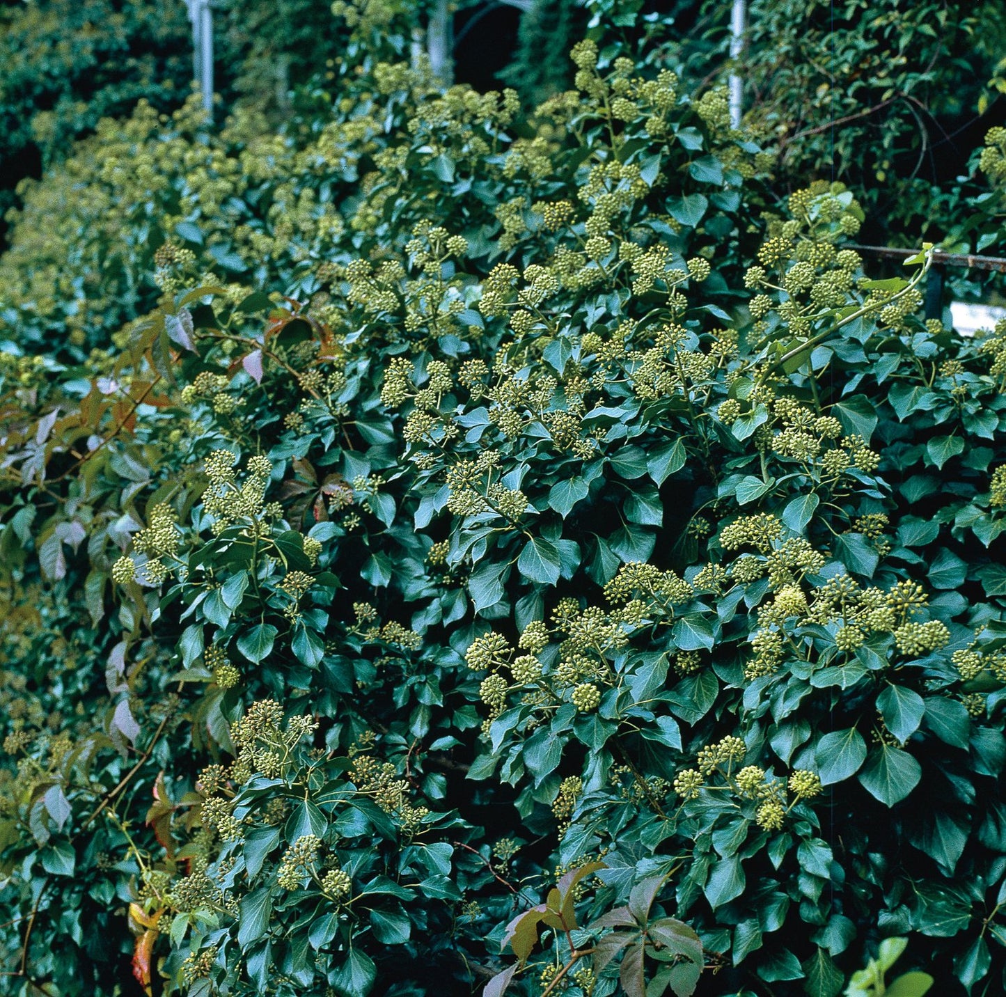 Hedera 'Arborescens'