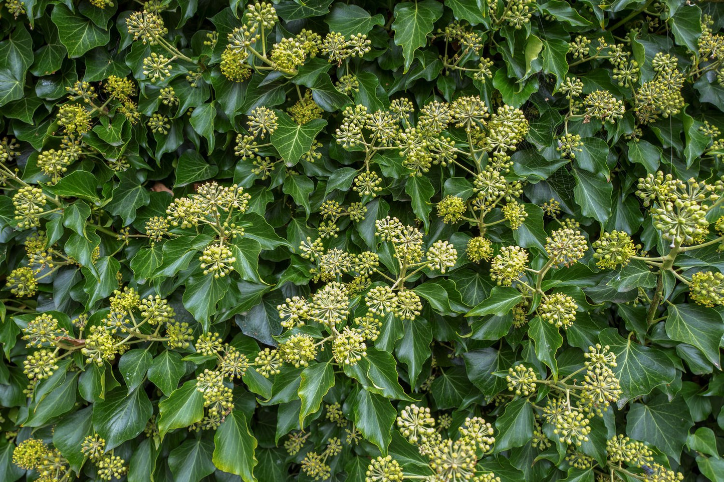 Hedera 'Arborescens'