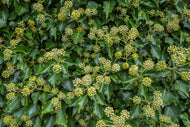 Hedera 'Arborescens'