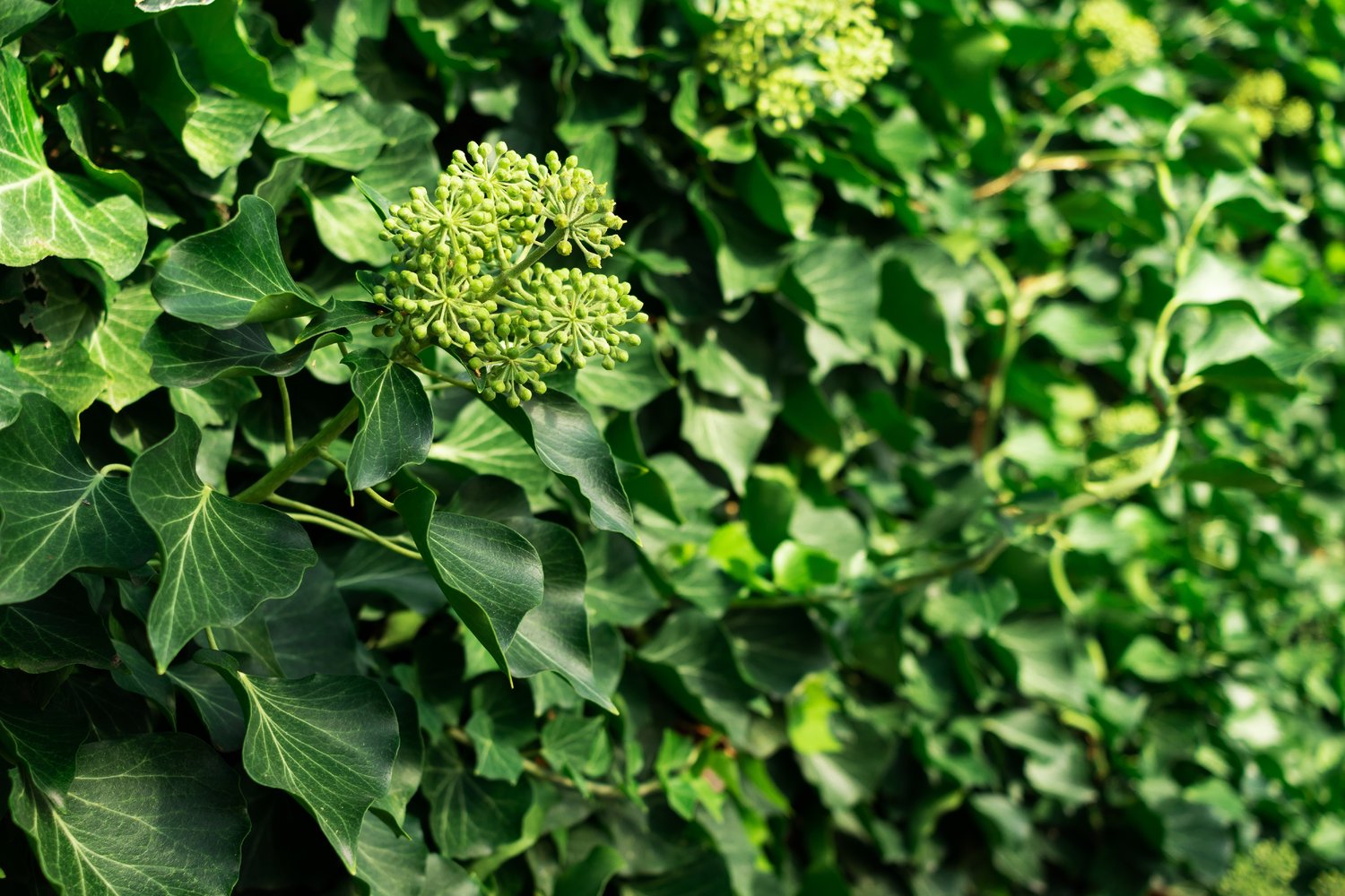 Hedera 'Arborescens'