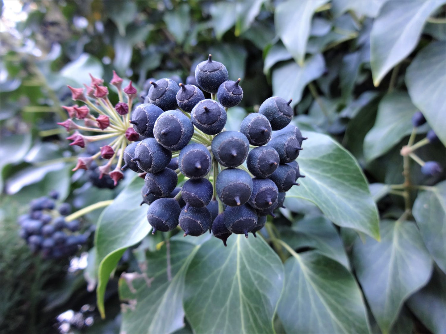Hedera 'Arborescens'