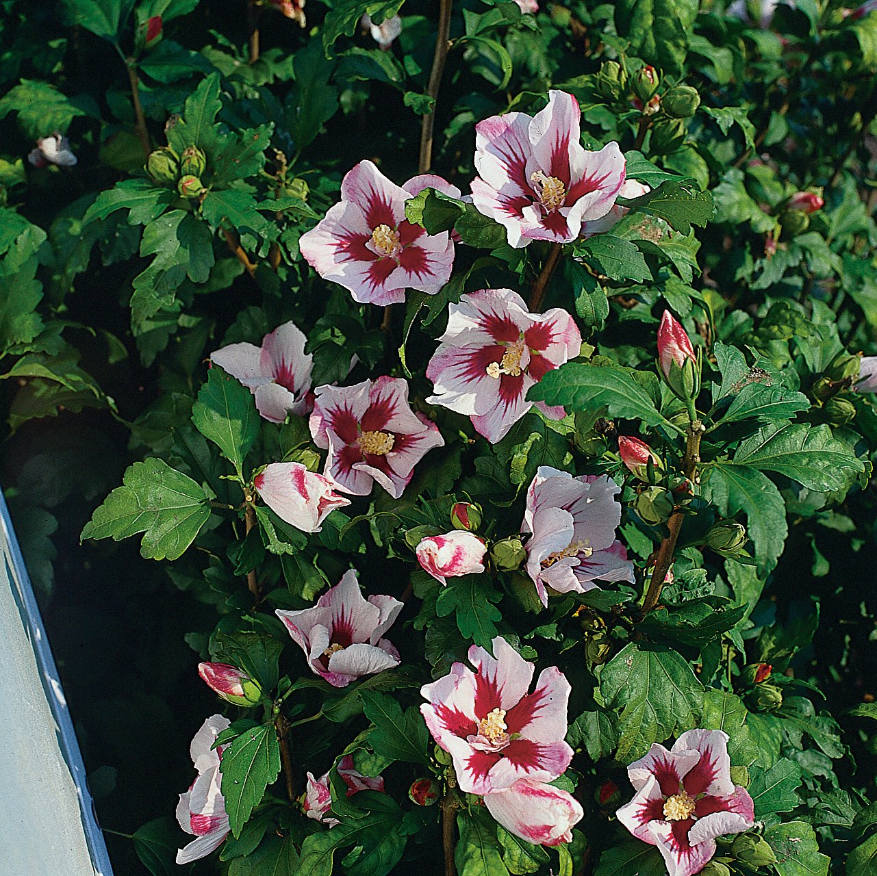 Hibiscus syriacus 'Hamabo'