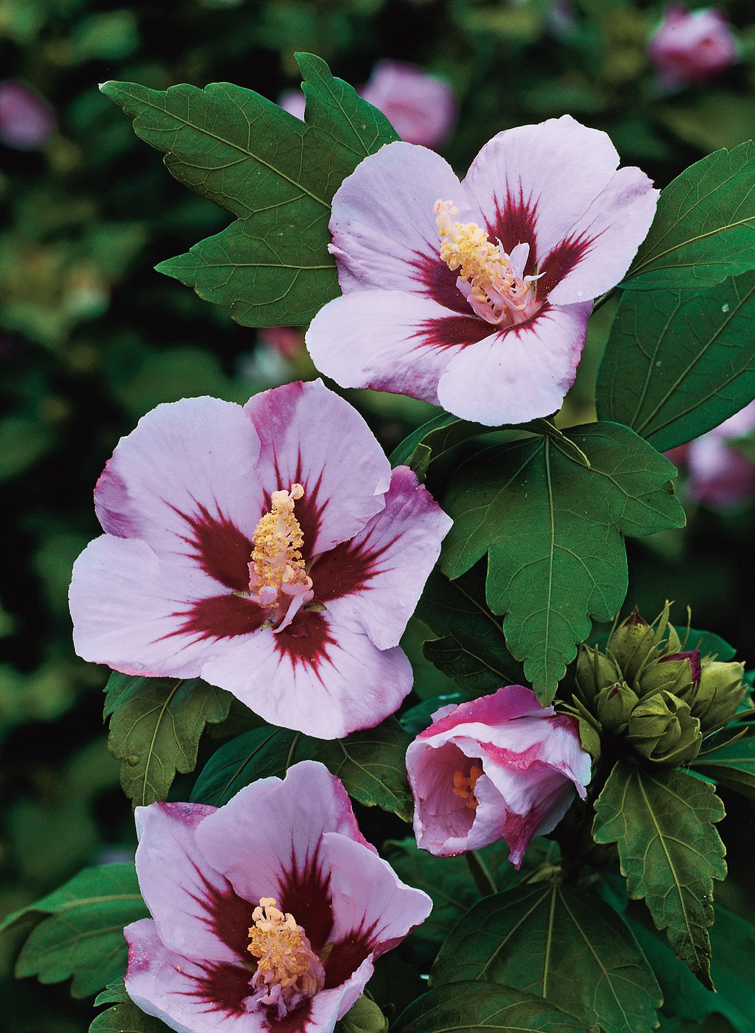 Hibiscus syriacus 'Hamabo'
