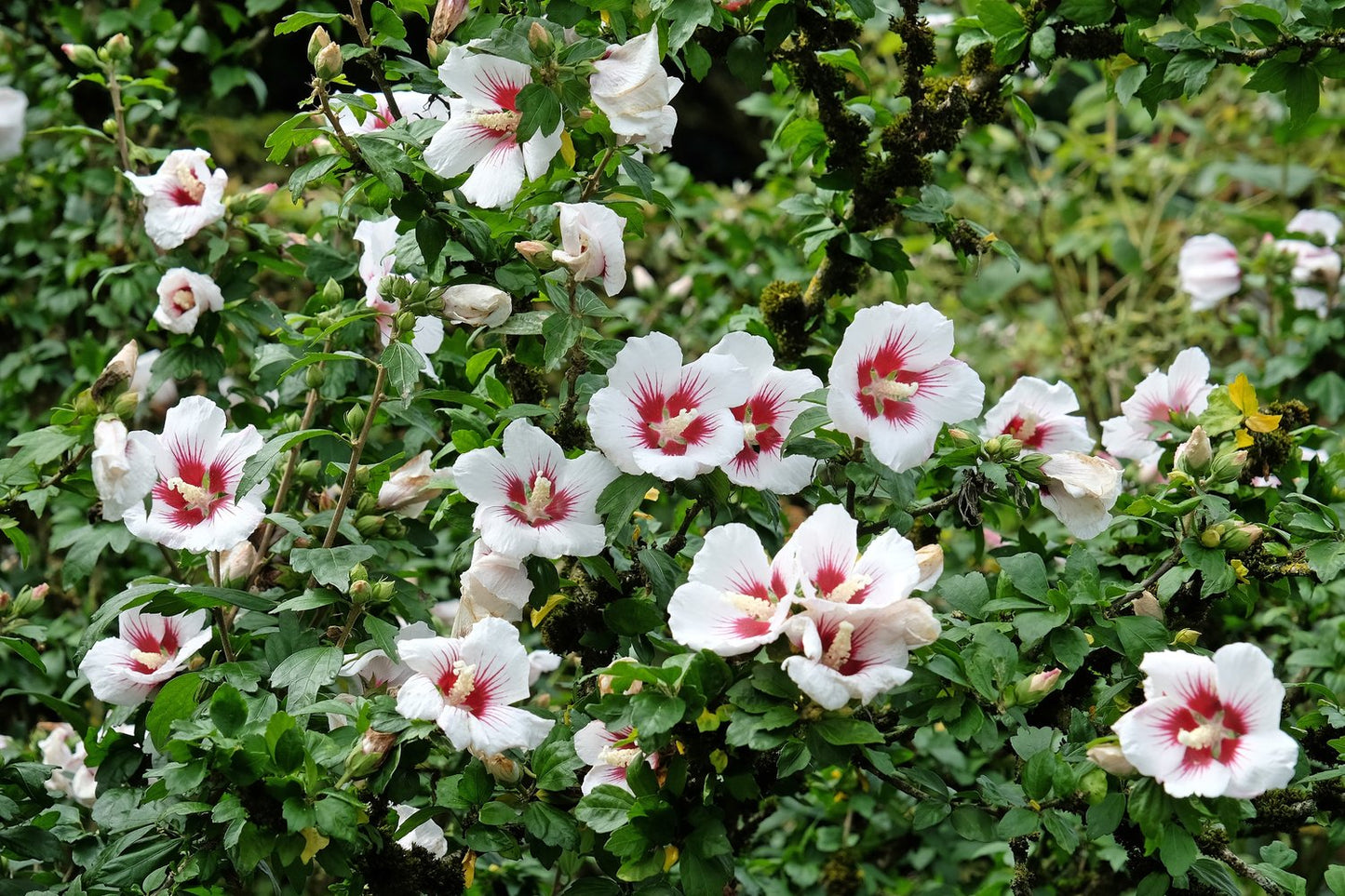 Hibiscus syriacus 'Hamabo'