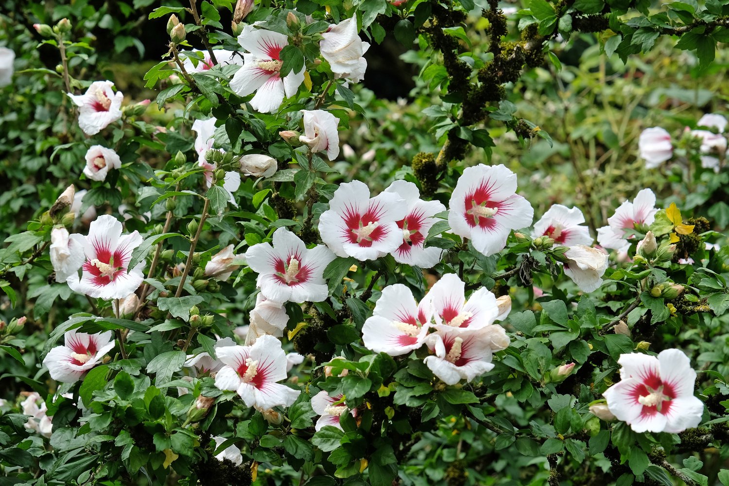 Hibiscus syriacus 'Hamabo'