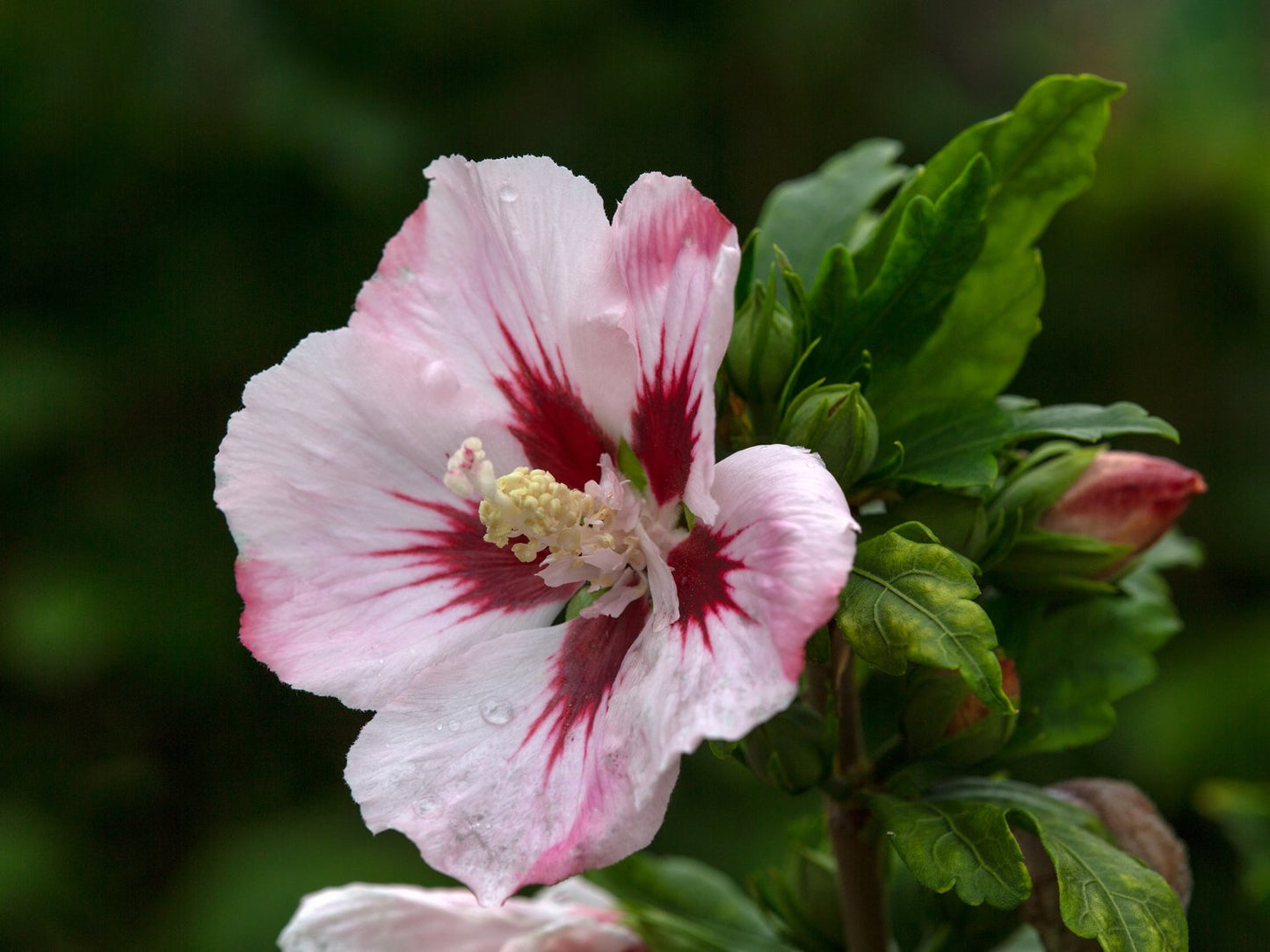 Hibiscus syriacus 'Hamabo'