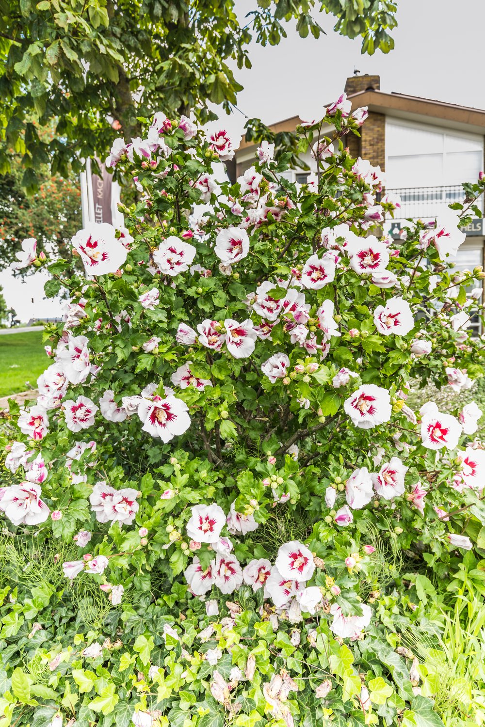 Hibiscus syriacus 'Hamabo'