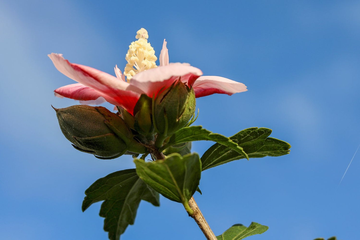 Hibiscus syriacus 'Hamabo'